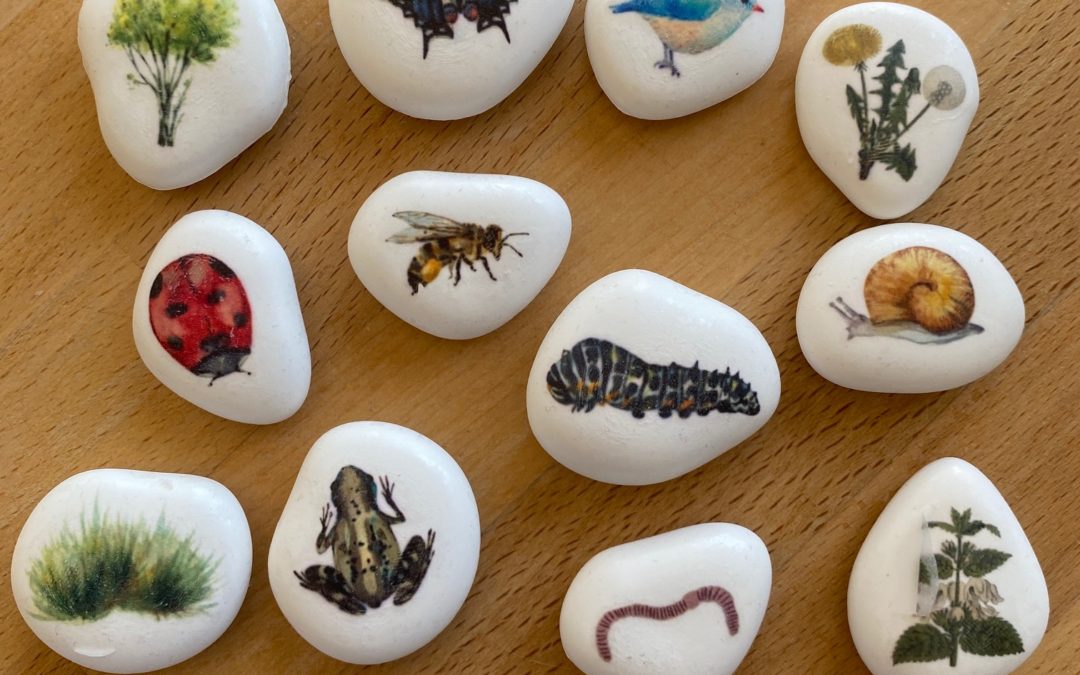 Galets pédagogiques – Explorateur de jardin